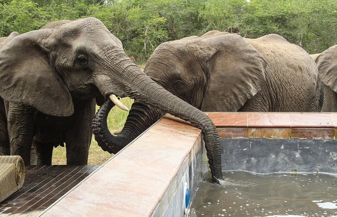 voi đang uống nước