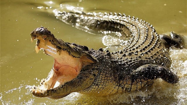 Cần hết sức chú ý khi mơ thấy con cá sấu thường xuyên nhé