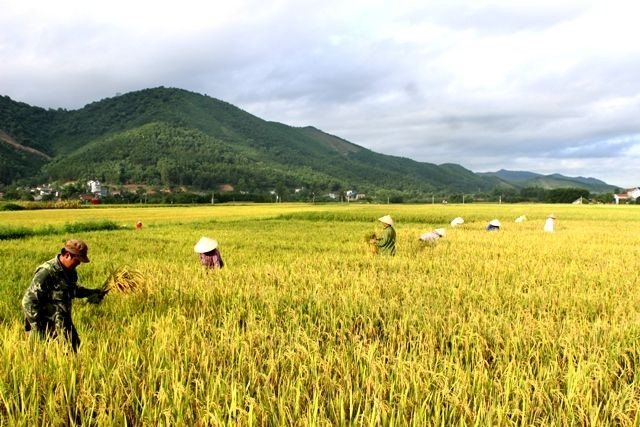 Mơ thấy gặt lúa trên cánh đồng ẩn chứa rất nhiều con số may mắn