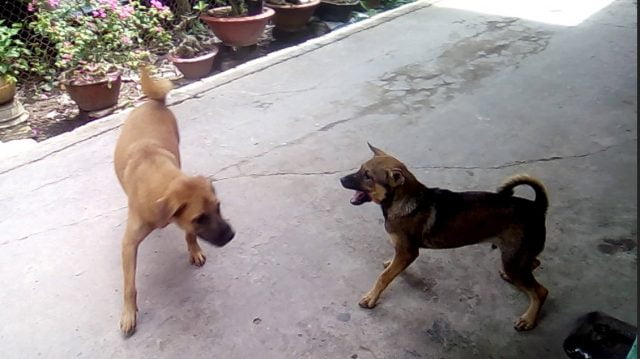 hai con chó cắn nhau