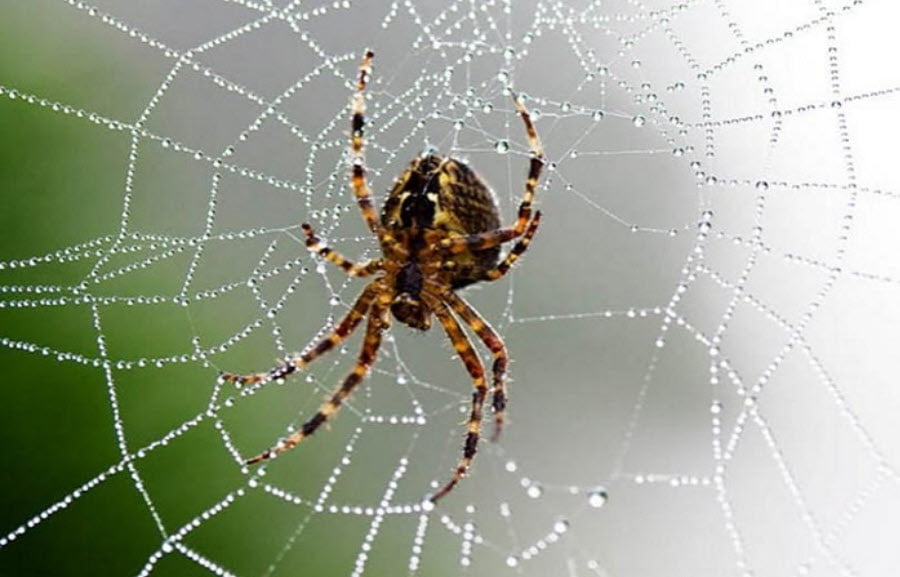 Thông tin giải thích về chiêm bao thấy nhện
