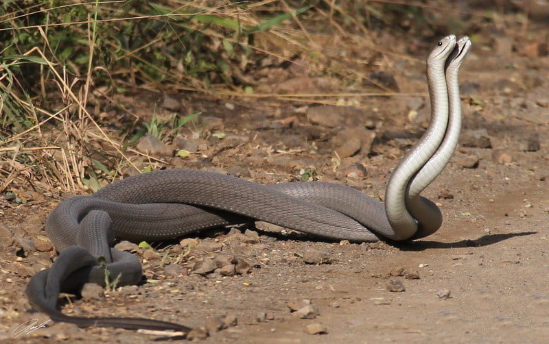 rắn quấn với nhau