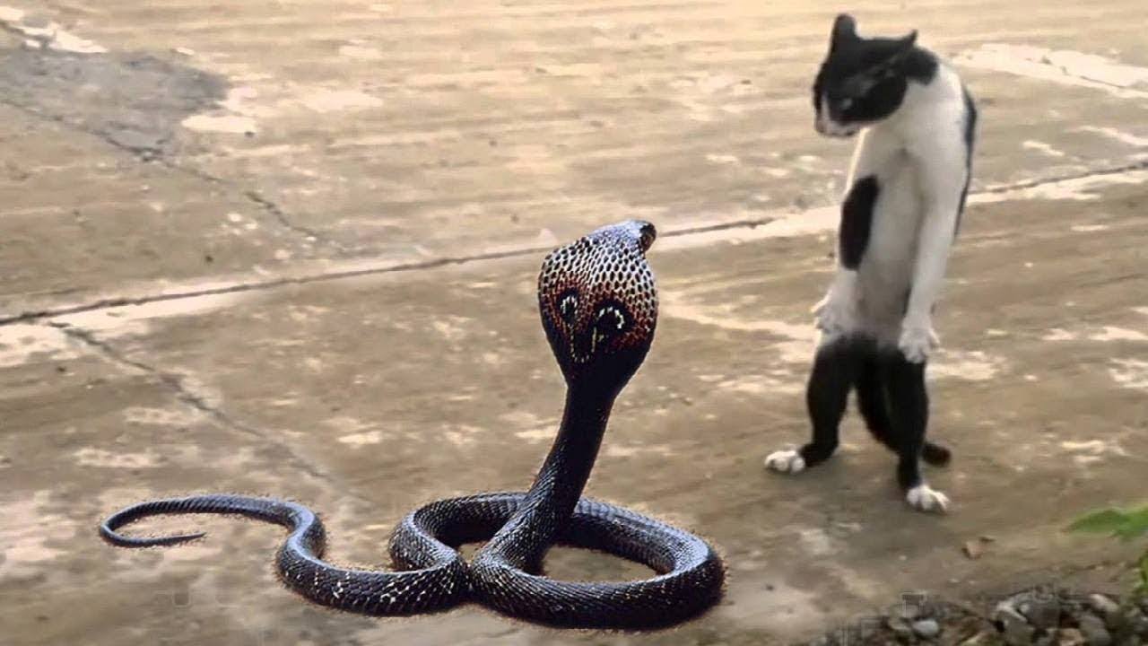 mèo và rắn