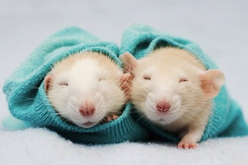 mơ thấy 2 con chuột