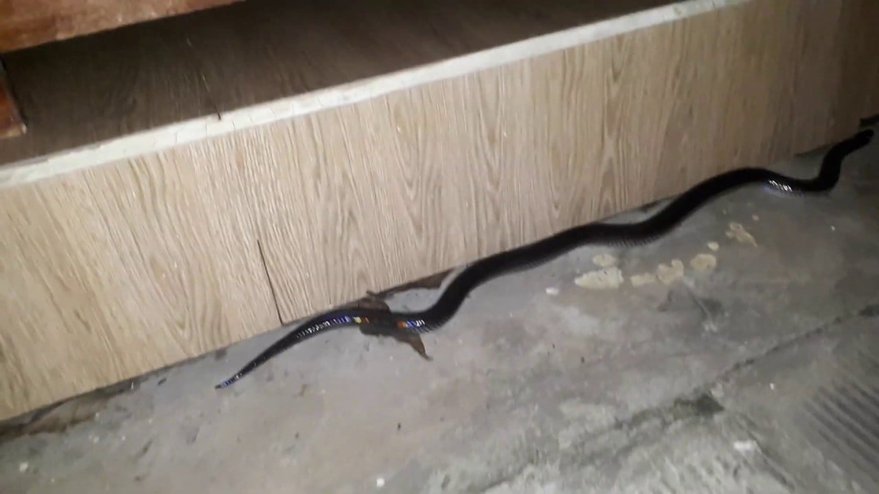 rắn bò vào nhà