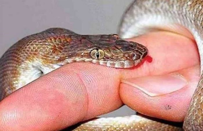 rắn cắn ngón tay