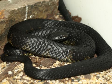 rắn màu đen