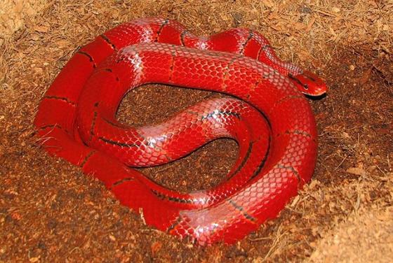 rắn màu đỏ