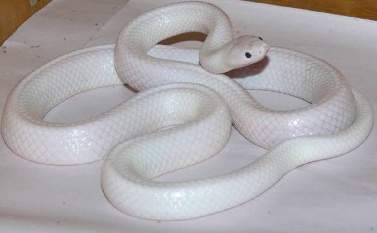 rắn màu trắng
